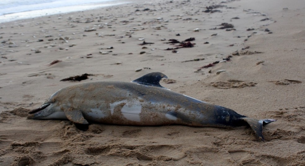 Imagem de arquivo mostra golfinho morto em praia da costa francesa â Foto: RÃ© Nature Environnement/ DivulgaÃ§Ã£o France Nature Enviroment