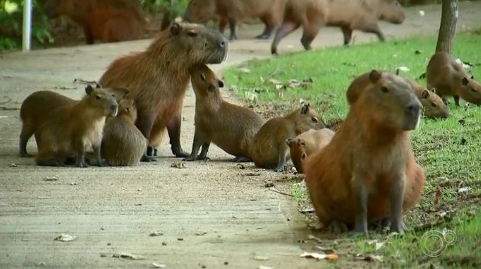 Capivaras que vivem em condomínio de Sorocaba devem ser transferidas após acordo da prefeitura com MP — Foto: Reprodução/TV TEM