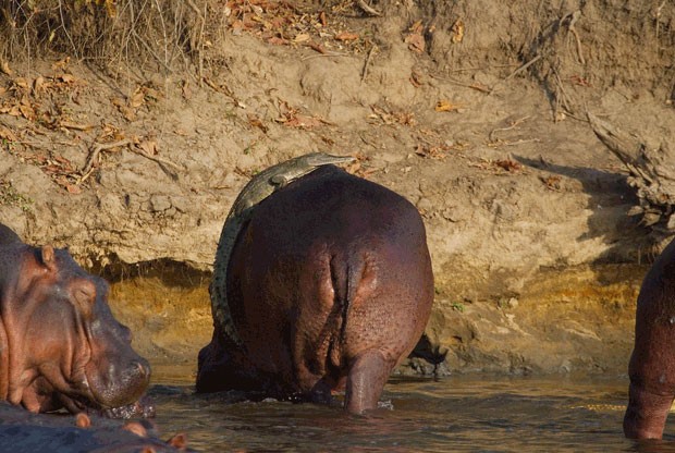 Crocodilo se arrisca e sobe nas costas de fêmea de hipopótamo (Foto: Mark Sheridan-Johnson/Barcroft Media/Getty Images)