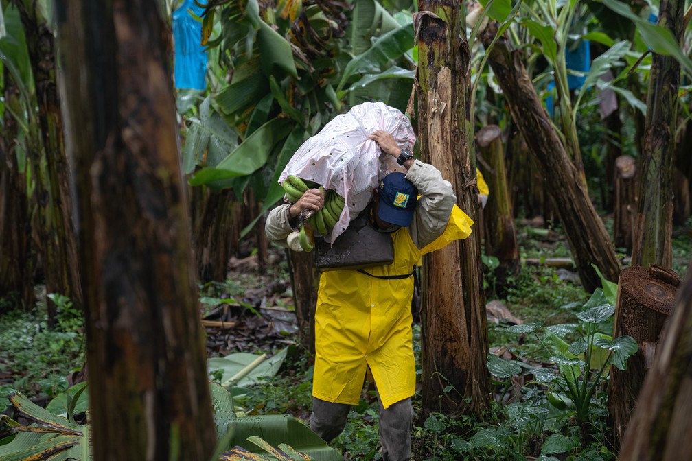 Após a colheita, cacho de bananas é carregado no 'berço' para proteção das frutas e do trabalhador rural — Foto: Marcelo Brandt / g1