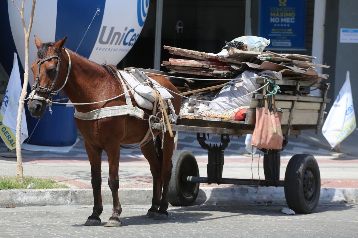 O Condutor Do Veículo De Tracção Animal