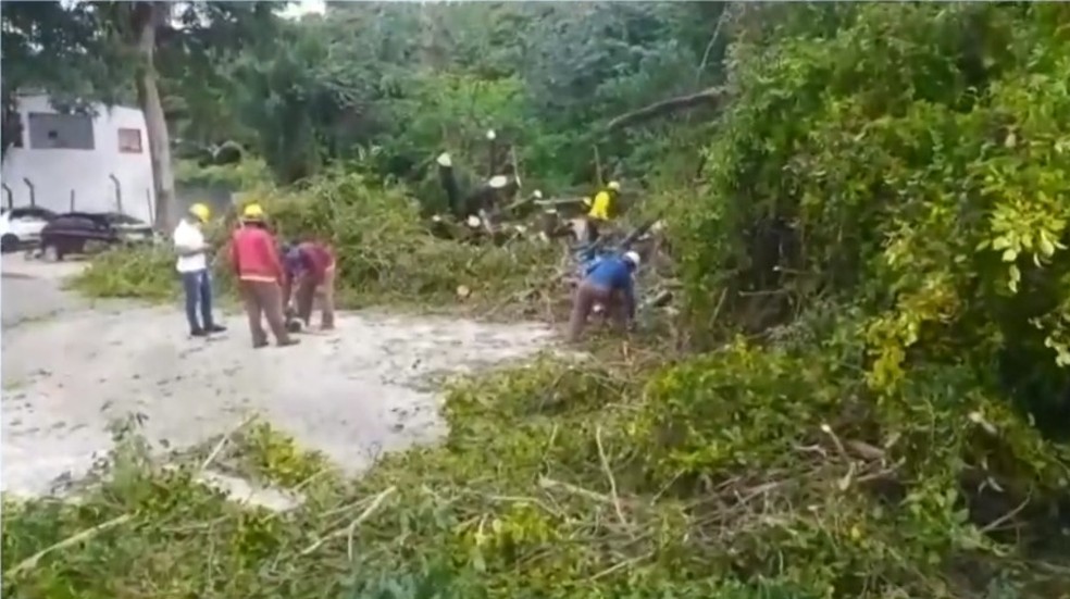 Homem sai ileso após carro em que ele estava ser atingido por árvore no sul da Bahia — Foto: Reprodução / TV Bahia
