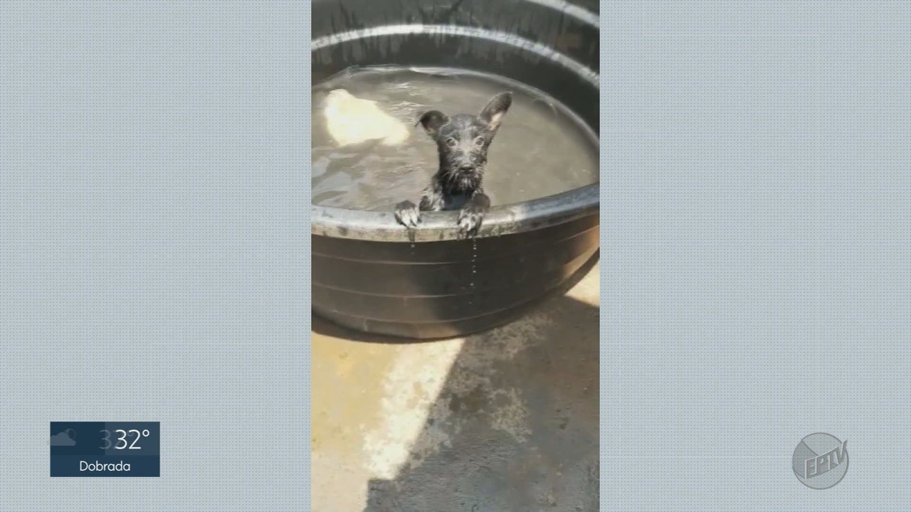 Pets e crianças se refrescam com banhos de mangueira e bacia na região de Ribeirão Preto