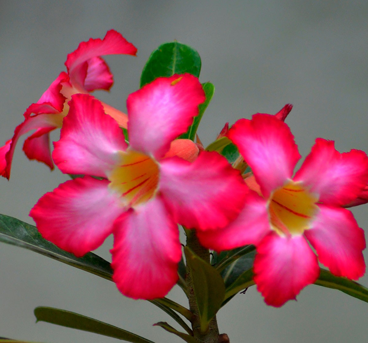 Rosa-do-deserto: como cuidar e cultivar a planta em casa - Casa e Jardim |  Flores