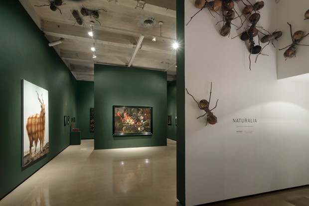 Paul Kasmin Gallery celebra 600 anos de ilustração botânica com “Naturalia” (Foto:  Christopher Stach/Paul Kasmin Gallery)