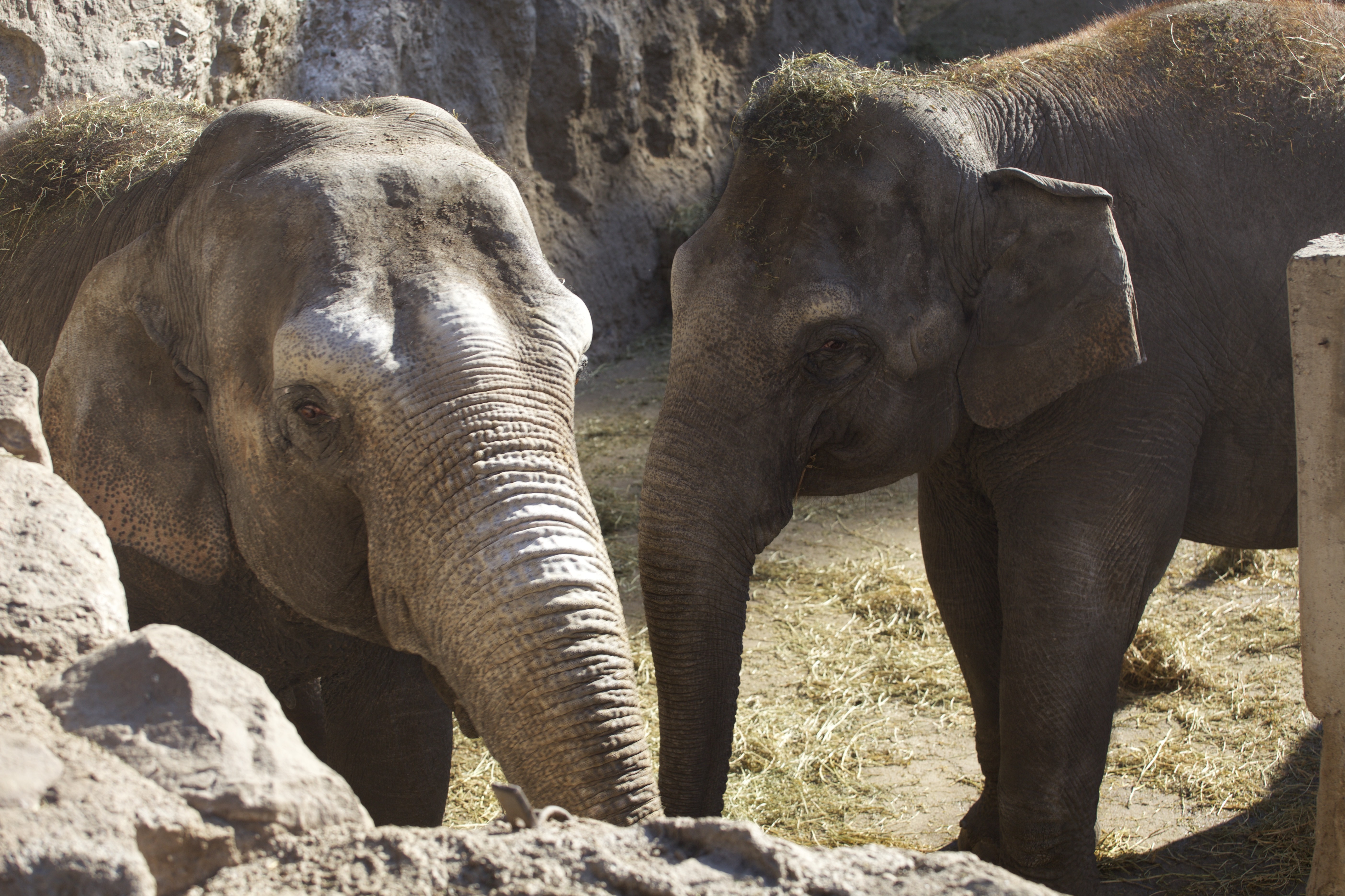 Campanha arrecada fundos para trazer elefante a santuário brasileiro -  Revista Galileu | Sociedade