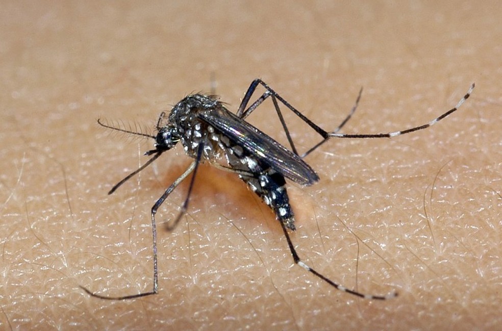 Dengue: Triângulo, Alto Paranaíba e Noroeste de MG têm mais da metade dos óbitos no estado