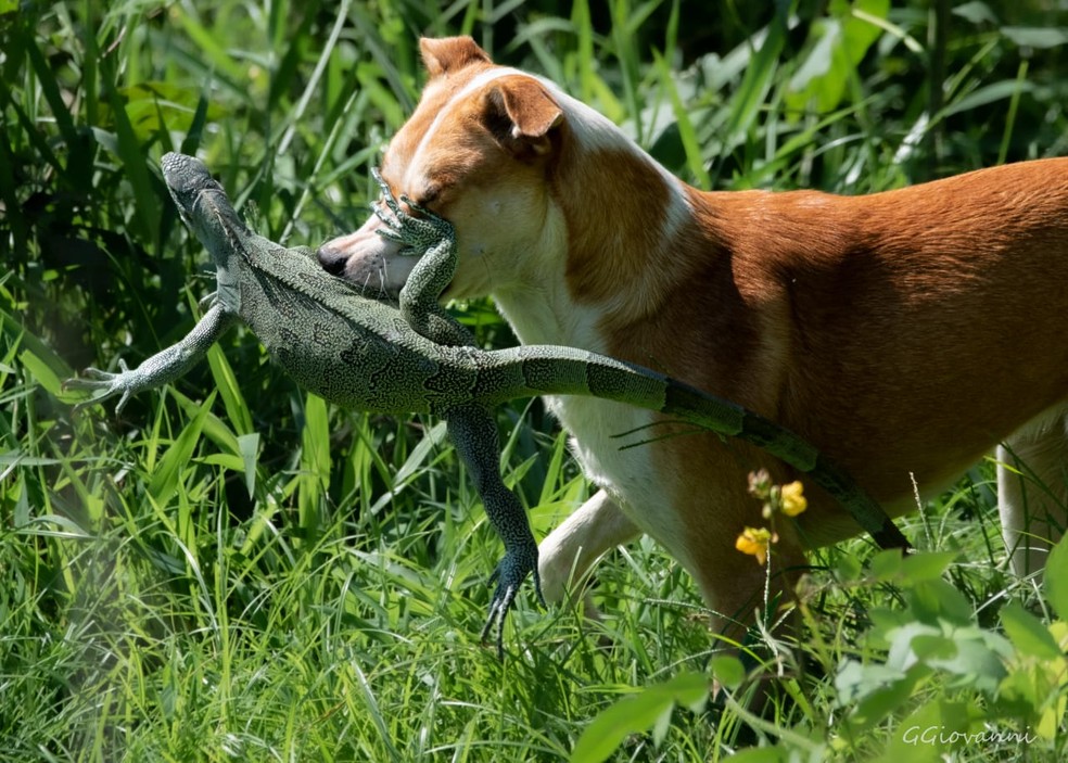 Iguana foi valente e conseguiu escapar de cão no Pantanal de Mato Grosso do Sul. — Foto: GuilhermeGiovani/ArquivoPessoal