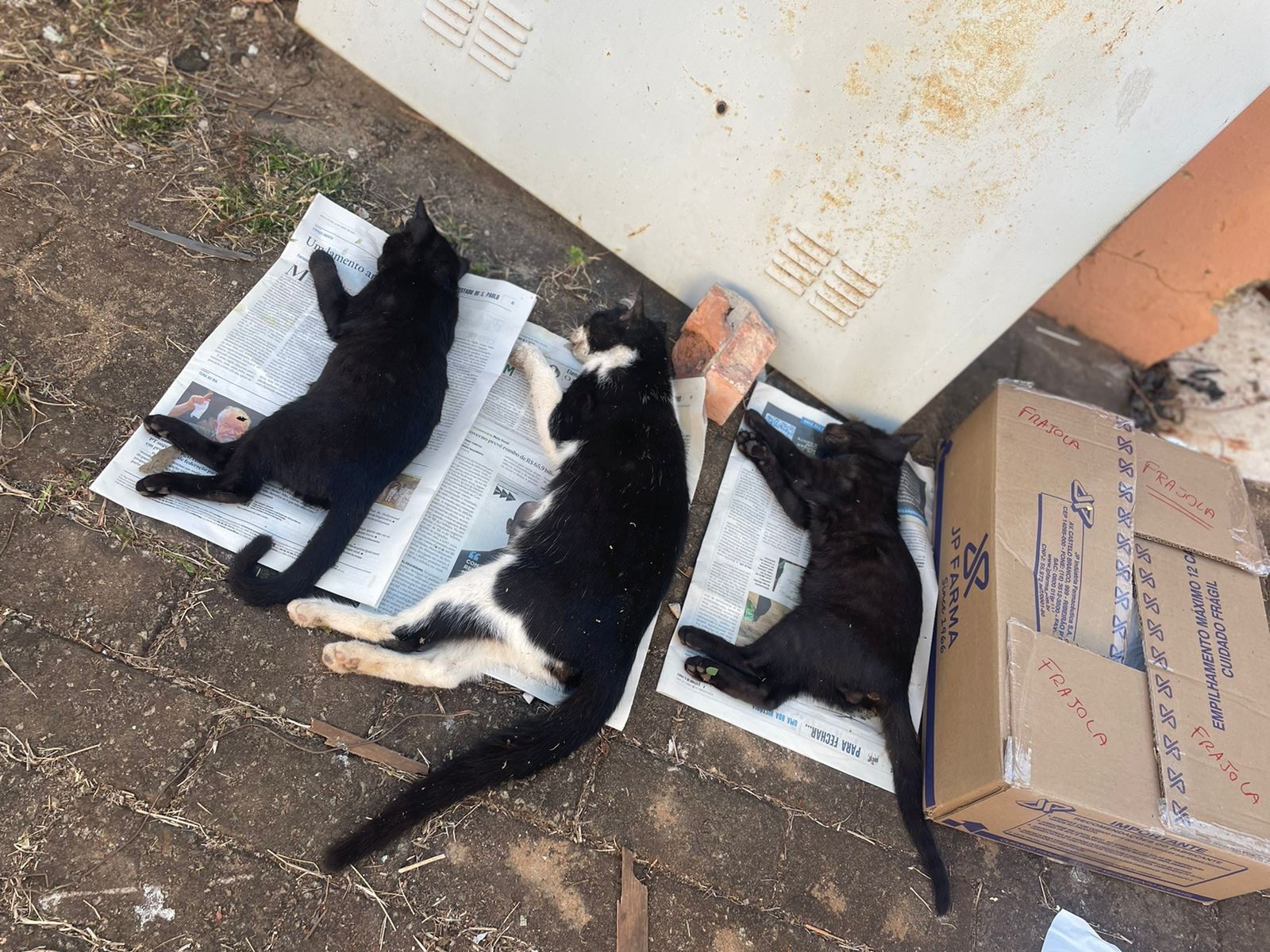 5 gatos mortos: Polícia e Zoonoses de Piracicaba investigam caso de envenenamento de animais na Praça Boyes
