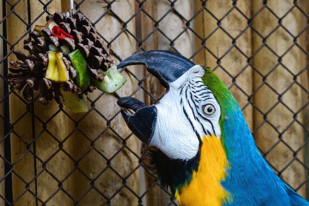 Animais do Zoológico de Brasília ganham 'presentes de Natal' — Foto: Luís Felipe Carvalho/Zoológico de Brasília