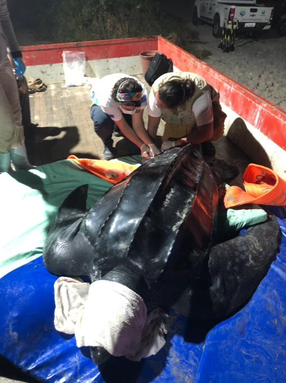 Tartaruga-de-couro é colocada em caminhão para transporte após resgate em Itapoá — Foto: PMP-BS Univille/Divulgação
