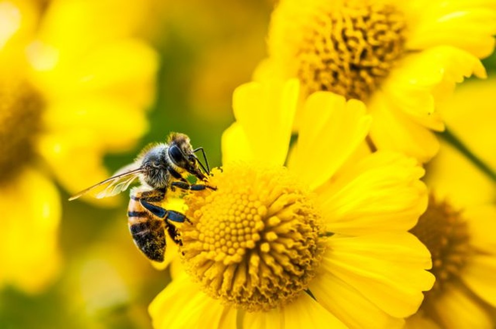 O aumento da temperatura está levando a perdas cognitivas em algumas espécies de abelhas — Foto: GETTY IMAGES via BBC