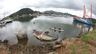 Tubarão-baleia é encontrado na baía de Vitória, ES — Foto: Divulgação/ Projeto Baleia Jubarte e Instituto Orca