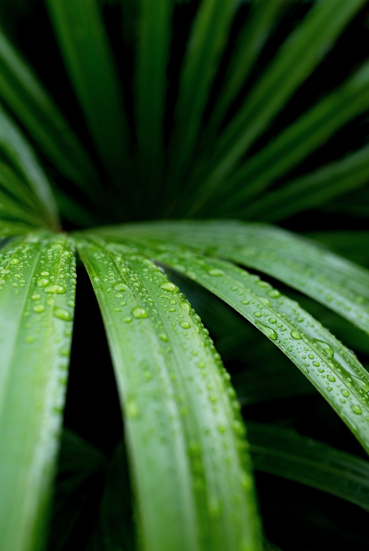 A palmeira-ráfis possui múltiplos estipes – caules – alongados e revestidos por uma fibra marrom bem rústica (Foto: Unsplash / David Clode / CreativeCommons )