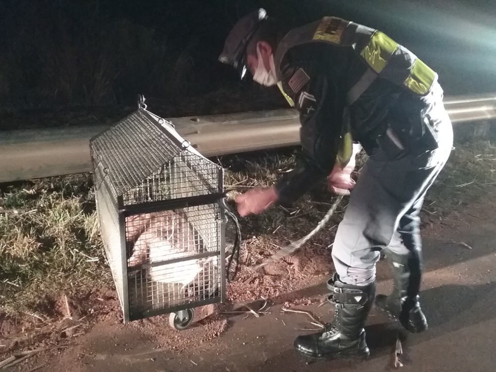 Felino foi imobilizado para ser encaminhado para a Apass de Assis — Foto: Polícia Rodoviária
