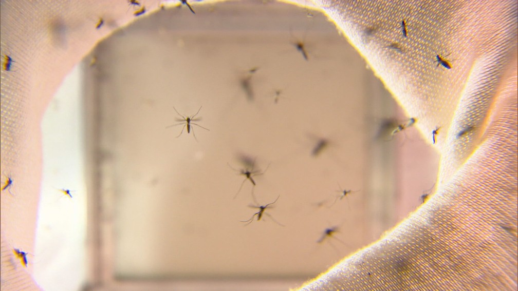 Belo Horizonte j&aacute; registrou mais de quatro mil casos de dengue em 2020. &mdash; Foto: Reprodu&ccedil;&atilde;o/ TV Globo