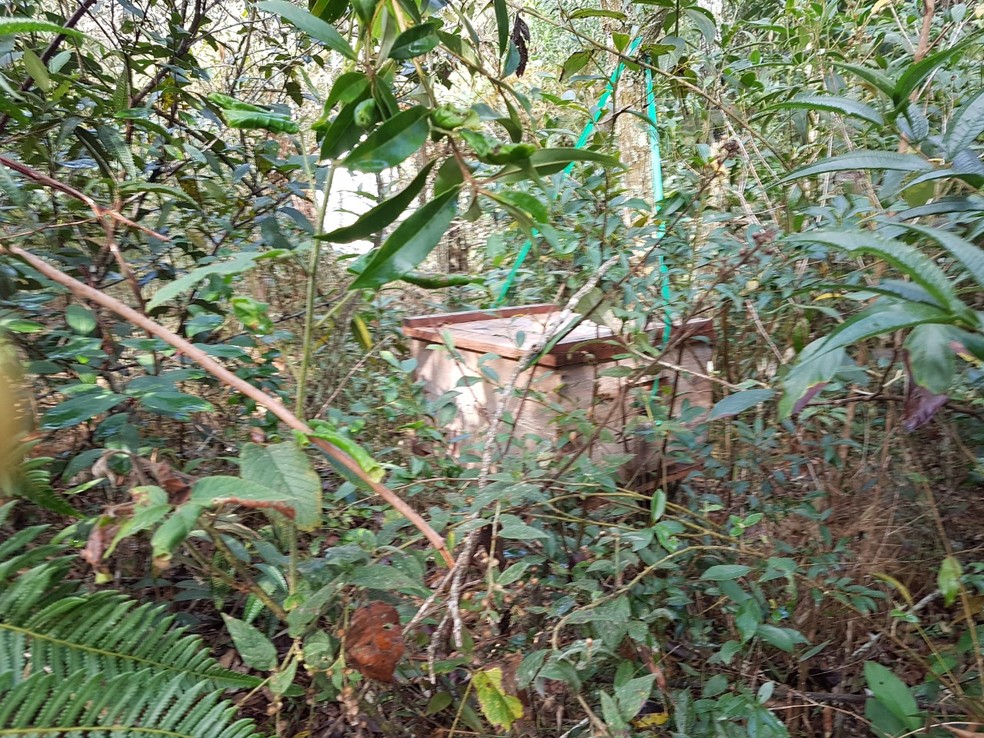Colmeias foram instalados no local sem a autorização e conhecimento dos responsáveis pela área — Foto: Defesa Agropecuária de Itatinga / Divulgação