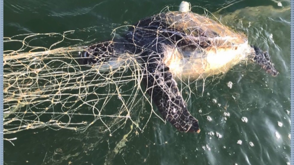 Tartaruga é encontrada presa em rede de pesca por praticantes de canoa havaiana, em Vitória — Foto: Reprodução/ TV Gazeta 