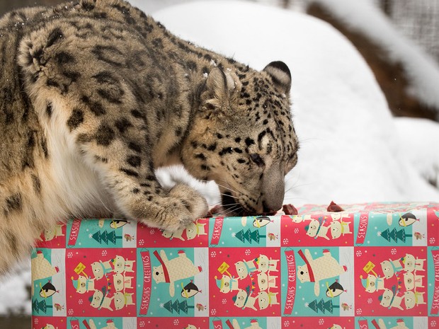 A leopardo-da-neve Ranny abre seu presente de Natal no Lincoln Children&#39;s Zoo, em Lincoln, Nebraska, na quinta (24) (Foto: Gwyneth Roberts/The Journal-Star via AP)