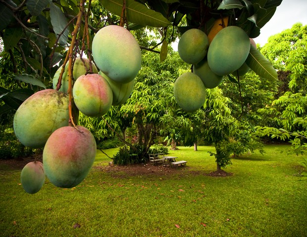 Bunch of ripe and green Julie mangoes hanging on tree. (Foto: Getty Images)
