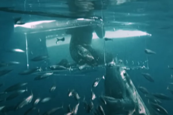 Tubarão-branco ataca mergulhador profissional (Foto: Reprodução/YouTube)