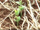 Chuva anima produtores de soja no Mato Grosso do Sul