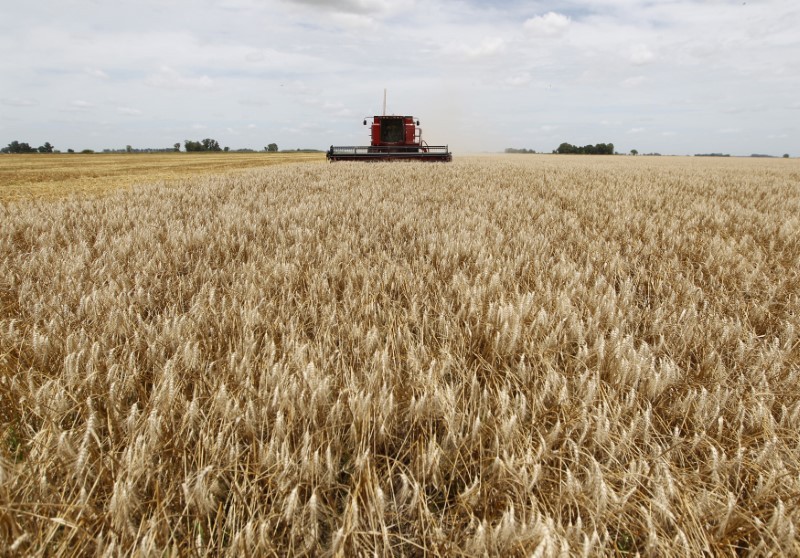 Plantação de trigo  (Foto: REUTERS/Enrique Marcarian)