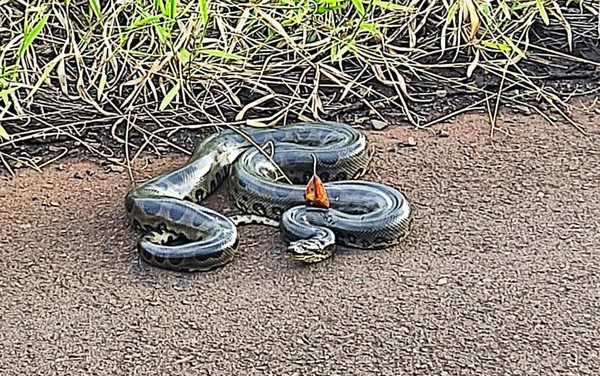 Sucuri verde  resgatada pelos bombeiros no quintal de casa em Gois  Foto: Divulgao/Corpo de Bombeiros