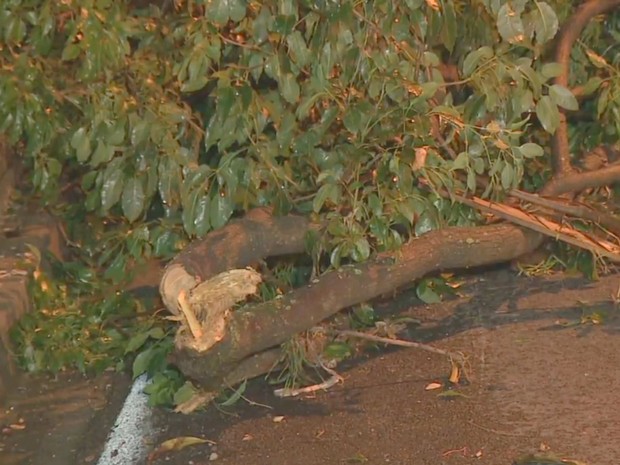 Árvores caíram em Piracicaba após chuvas nesta quarta (2) (Foto: Reprodução/EPTV)