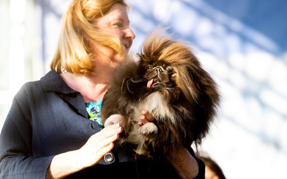 O pequinês Wild Thang, segundo colocado no concurso de Cão mais Feio do Mundo, em Petaluma, Califórnia  — Foto: AP Photo/Noah Berger