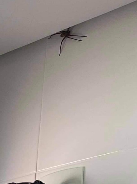 Aranhas gigantes invadem casas de Belo Horizonte (Foto: Reprodução/Facebook)