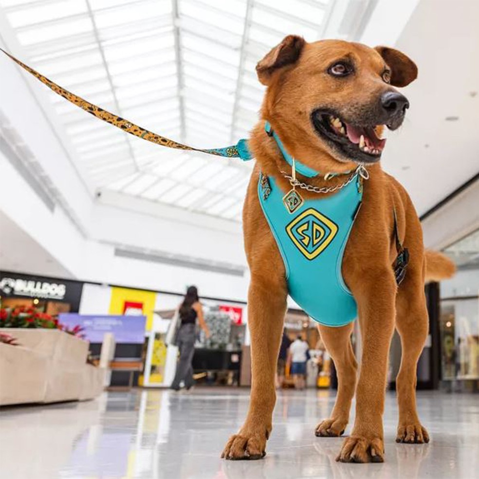 Cachorro é adotado por shopping, vira atração e ganha até crachá em Porto  Alegre | Rio Grande do Sul | G1