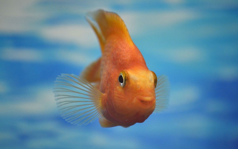 Nível de álcool no sangue das espécies de peixe estudadas era mais elevado do que o permitido para humanos dirigirem em alguns países da Europa (Foto: marinamarusya13/Creative Commons)