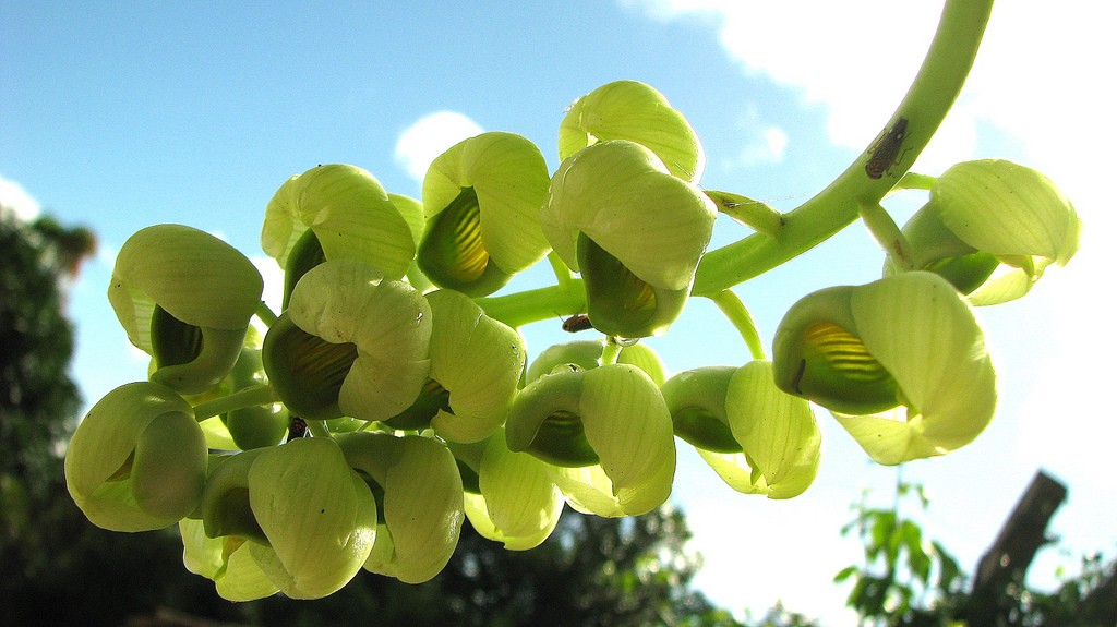 orquidea-Catasetum luridum-flor-globular (Foto: Flickr/Alex Popvkin/Creative Commons)