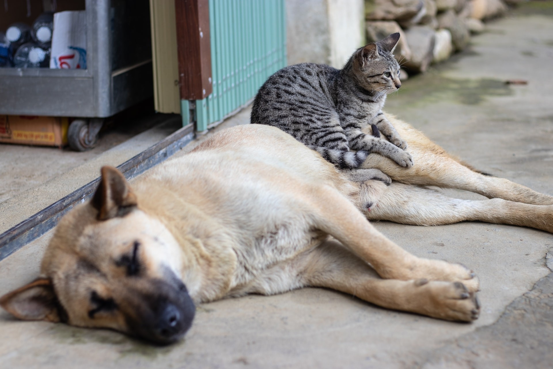 Cães e gatos permanecem assintomáticos quando infectados pelo coronavírus Sars-CoV-2  (Foto: Glomad Marketing/Unsplash )