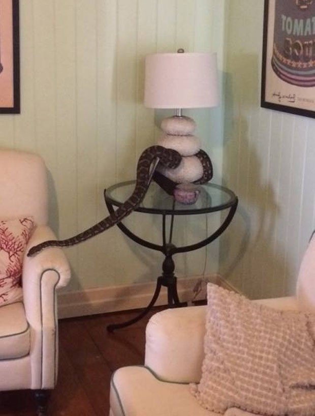 Uma família levou um susto ao encontrar uma cobra enorme enrolada no abajur da sala de sua casa na cidade de Taringa, subúrbio de Brisbane, na Austrália (Foto: Reprodução/Facebook/Snake Catchers Brisbane)