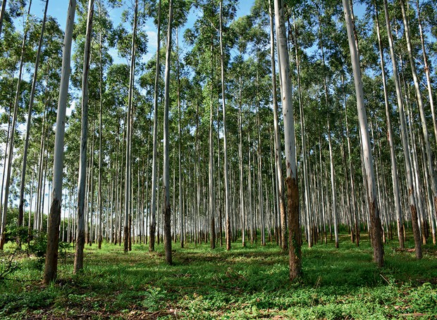 Floresta de eucalipto plantada pela Indusparquet em Quadra, no interior paulista (Foto: Jessica Coracini / Divulgação)