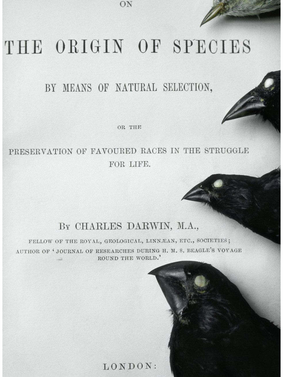 Tentilhões ajudaram Charles Darwin a desenvolver a teoria da seleção natural (Foto: Fran Lanting/Mint Images/Science Photo Library)