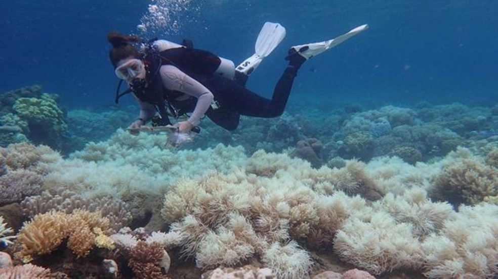 Branqueamento de corais ocorre por aumento de temperatura do oceano e é intensificado pelo aquecimento global — Foto: ARC Centre of Excellence for Coral Reef Studies