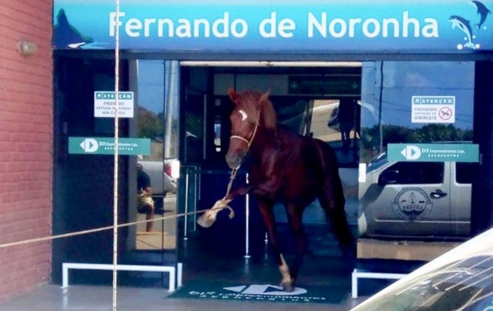 A égua foi recolhida do Aeroporto de Fernando de Noronha  — Foto: Odete Silva/Acervo Pessoal 