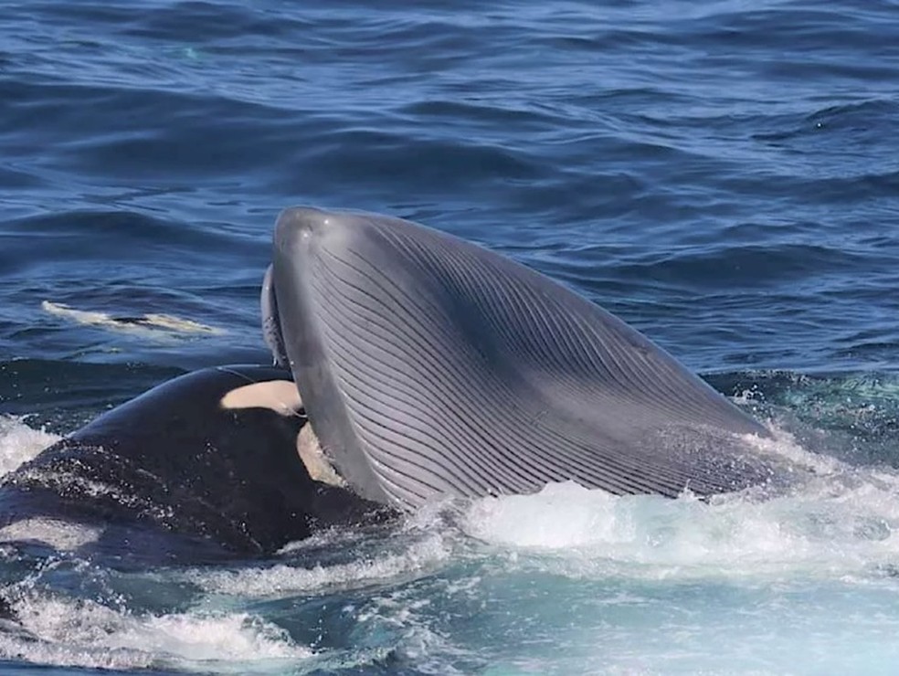Uma das orcas mordendo a boca de uma baleia azul — Foto: John Daw/Marine Mammal Science