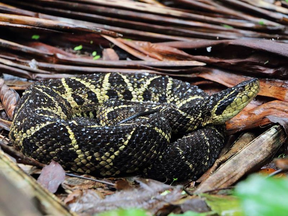 Pesquisadores estudaram proteínas do veneno da cobra jararacuçu — Foto: Miguel Nema/Parque Estadual Serra do Mar