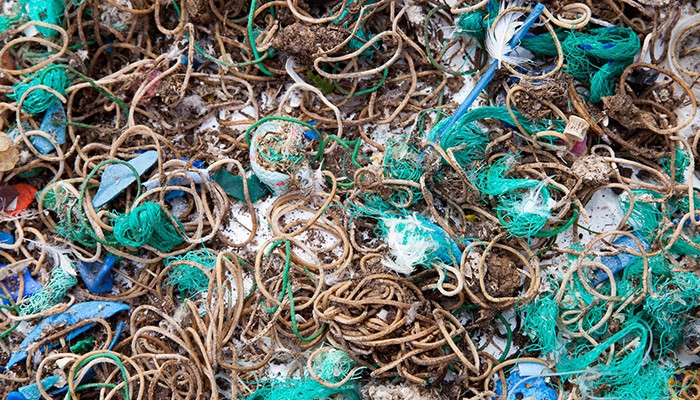 Ilha no Reino Unido está repleta de elásticos plásticos levados por aves (Foto: Divulgação/National Trust)