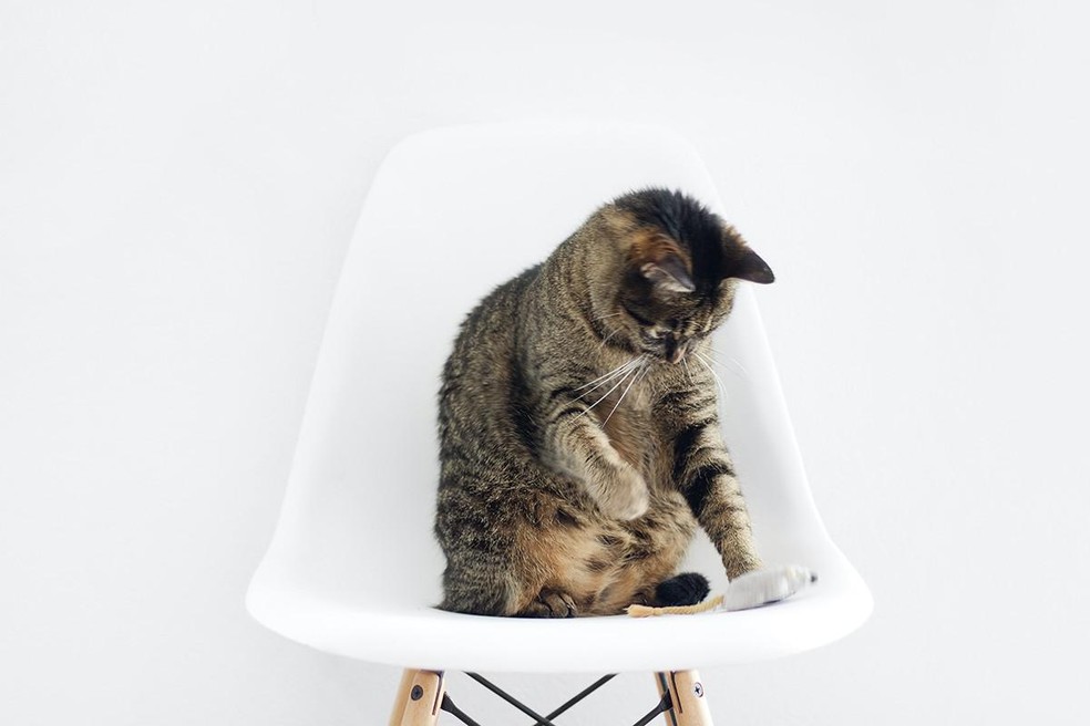 Brinquedos que simulam presas podem ajudar a diminuir o instinto de caça — Foto: Unsplash/ Sarah Dorwiler/ Creative Commons
