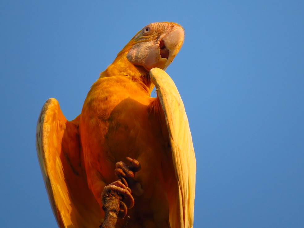 Raro na natureza, o fenômeno ocorre com mais frequência em aves criadas em cativeiro — Foto: Wanieulli Pascoal/VC no TG