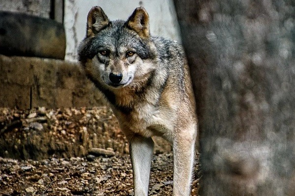 Um dos lobos do zoológico francês Trois Vallées (Foto: Facebook)