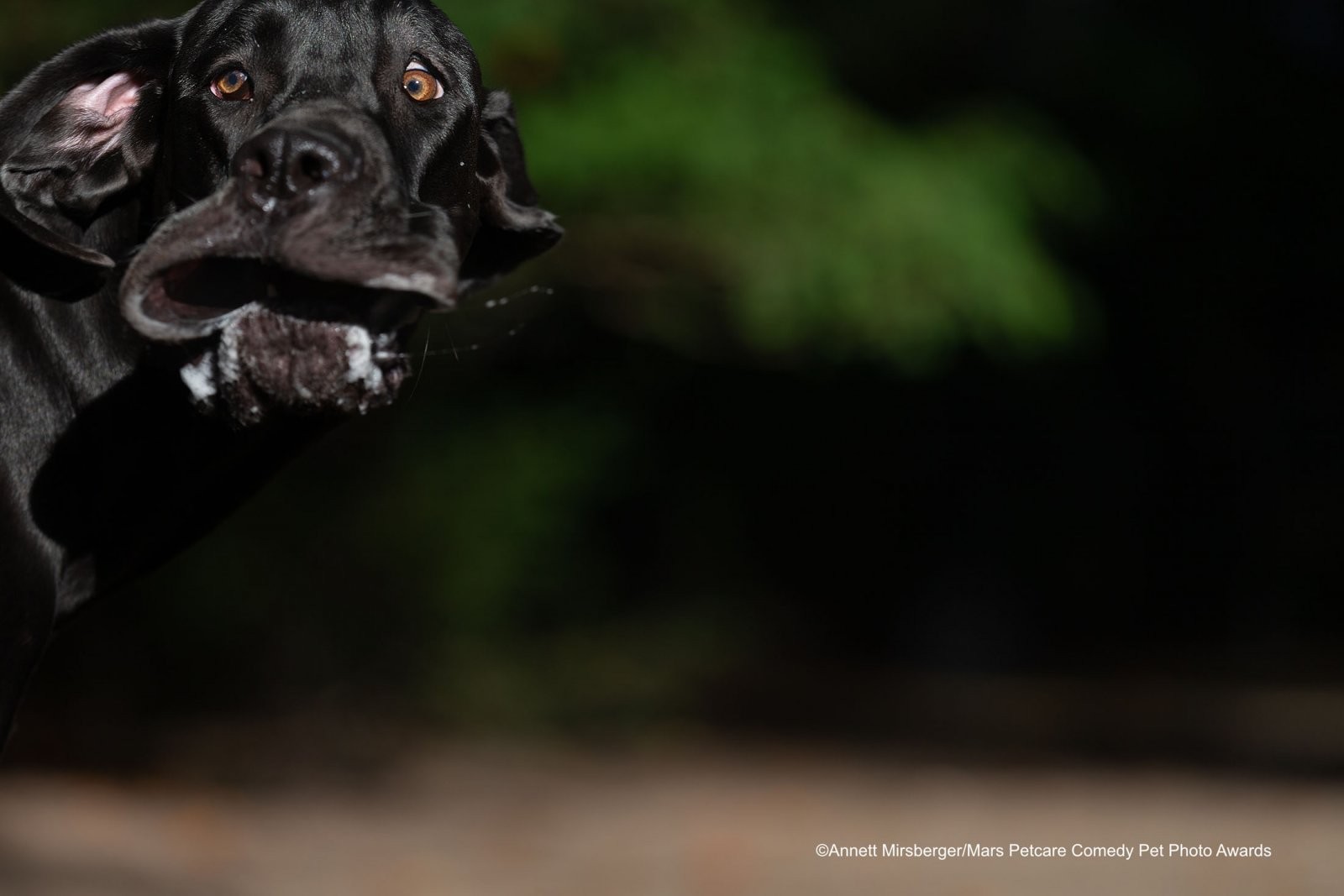 As fotos de pets mais engraçadas: veja finalistas de concurso - Forbes