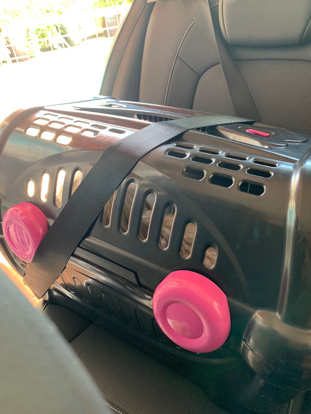 Saiba como transportar o animalzinho de estimação com segurança e respeitando a lei