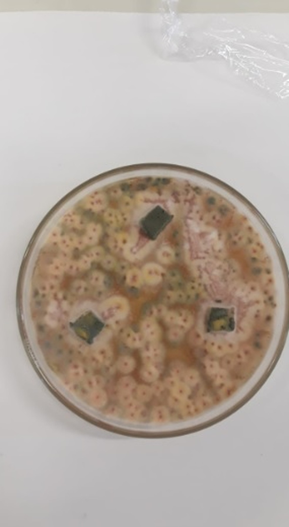 Isolado de fungo endofítico em placa de Petri — Foto: UFPE