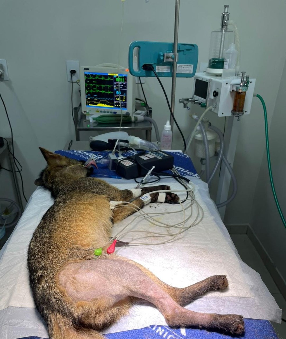 O animal foi operado por voluntários em um hospital particular em Vitória — Foto: Diogo Garnica/VC no g1